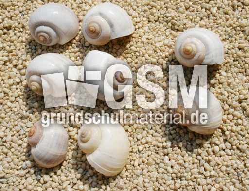Schneckenhäuser-6+2.jpg